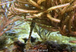Peek-a-boo - trumpetfish - French Reef, Key Largo, FL by Rickey Ferand 
